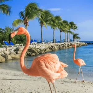 Aruba Low Cost